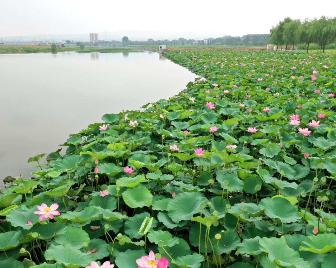 水清河畅 岸绿景美!长治全力绘制美丽生态画卷