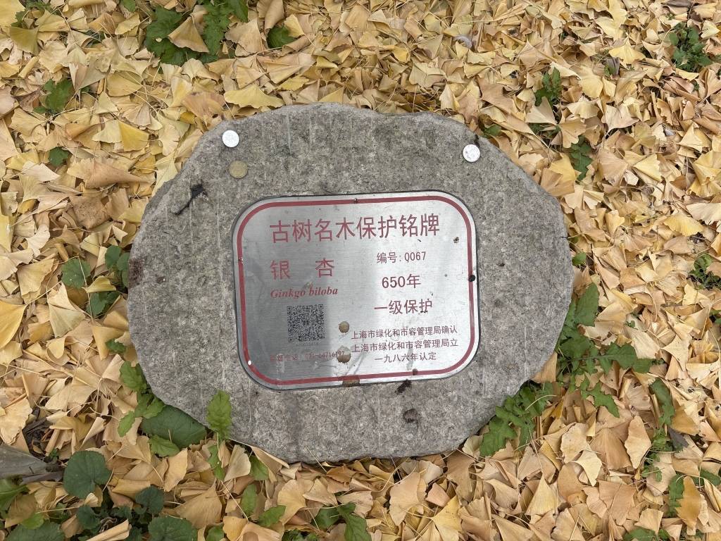 上海的真如寺大殿和650岁古银杏一起入选国家级名录