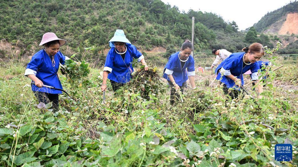 收获季 收获忙