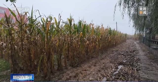 遭遇连阴雨如何保收？记者直击秋粮抢收一线
