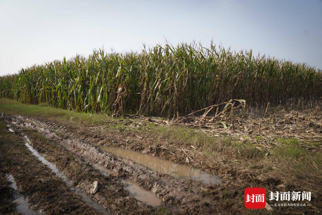 破记录秋雨致玉米发芽霉变，河南焦作种植户泥泞中忙抢收｜图集