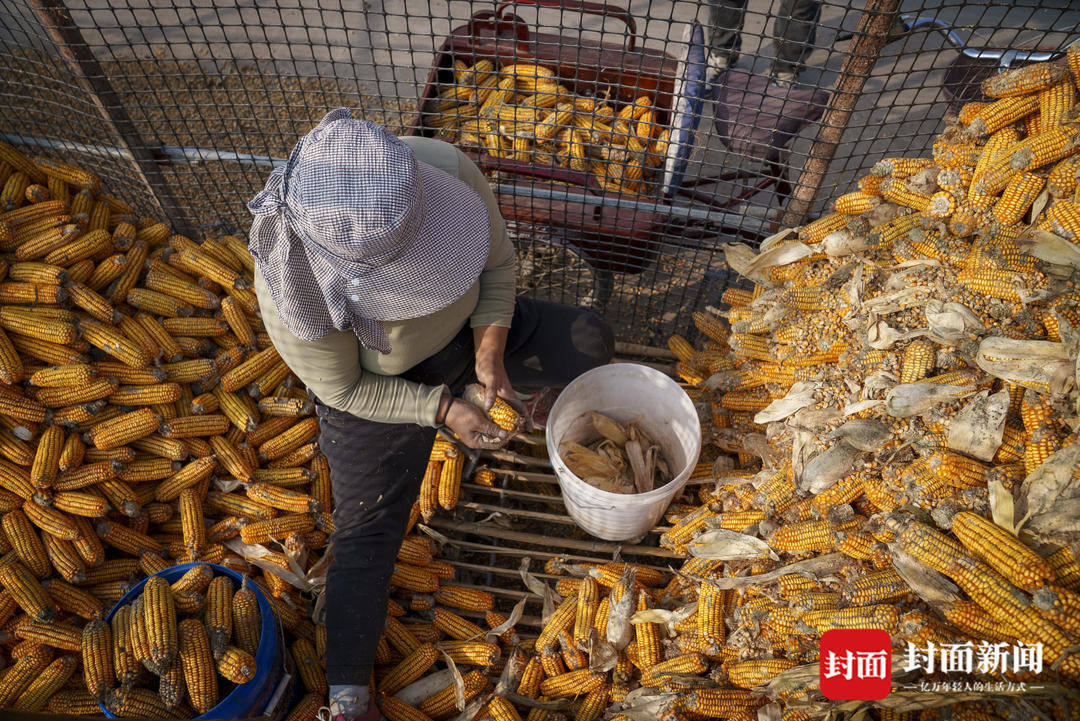 破记录秋雨致玉米发芽霉变，河南焦作种植户泥泞中忙抢收｜图集