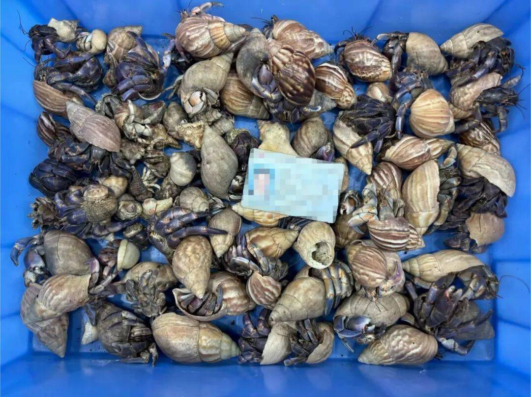 96只寄居蟹想“集体出游”？闸口海关一网打尽