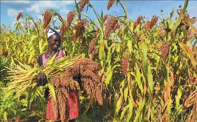 共促全球农业和粮食体系转型（国际视点）