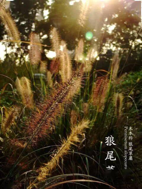 40种小清新风格的植物识别图鉴,美美哒!