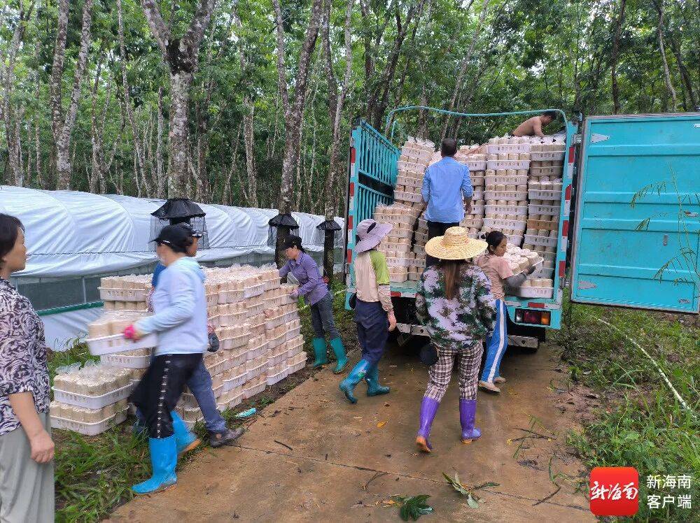 乡村振兴在白沙 白沙：橡胶林下复合经济模式助农增收