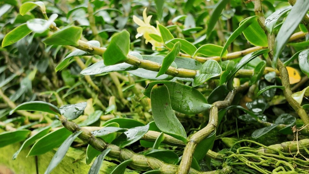 铁皮石斛种植公司