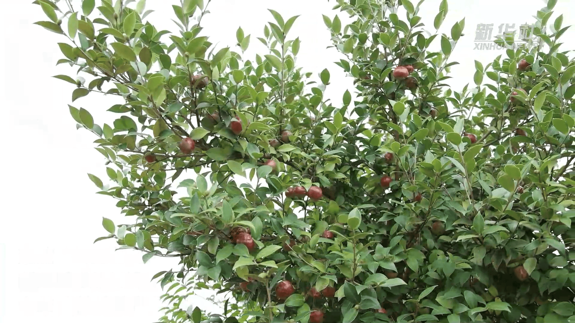 江西泰和：28万亩油茶丰收 富民产业助力乡村振兴