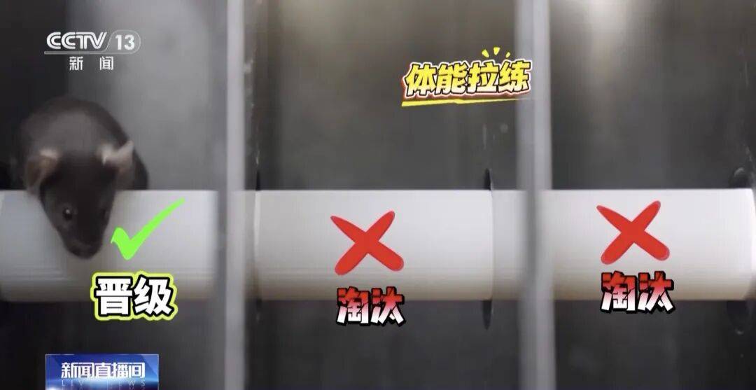 4 只小鼠“航天员”要上中国空间站,“魔鬼训练”画面曝光