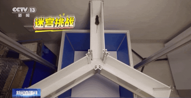 4 只小鼠“航天员”要上中国空间站,“魔鬼训练”画面曝光