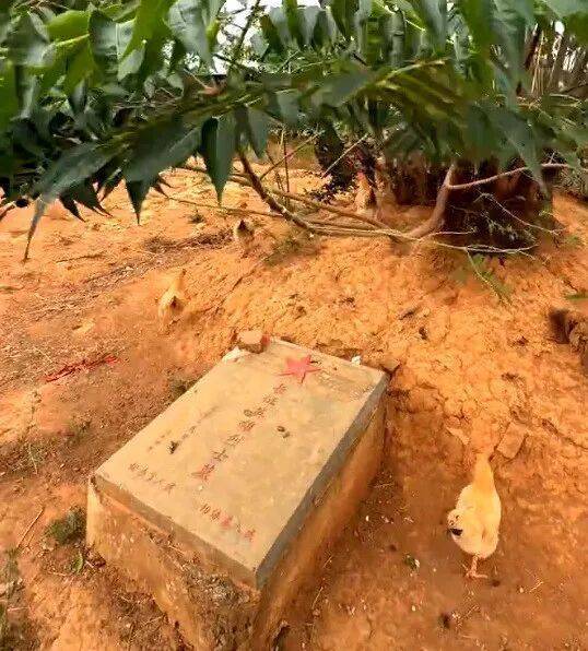 烈士墓地成为养鸡场？当地政府：已经整改完毕