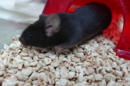 叫啥名字好？太空小鼠在线征名