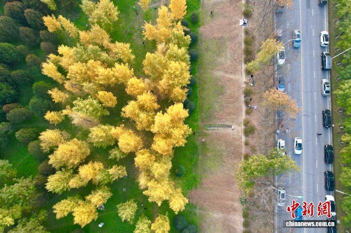 陕西西安:银杏林由绿转黄吸引市民游玩