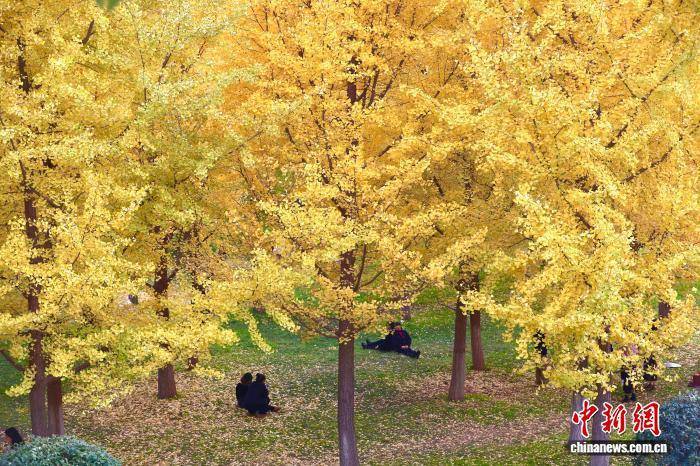 陕西西安:银杏林由绿转黄吸引市民游玩