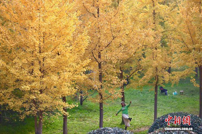 陕西西安:银杏林由绿转黄吸引市民游玩
