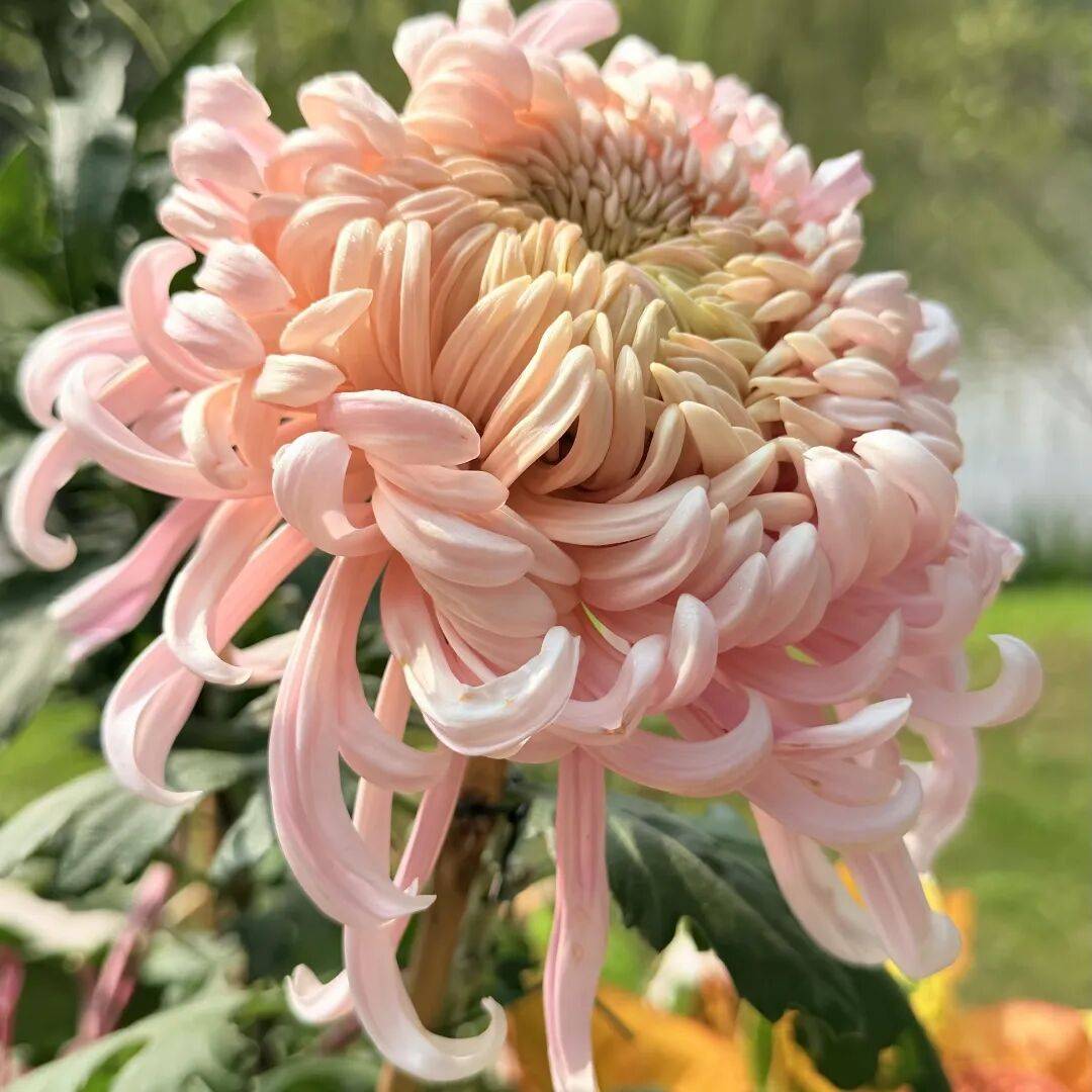 秋日顶流!瘦西湖菊花会,记录美好的千般模样