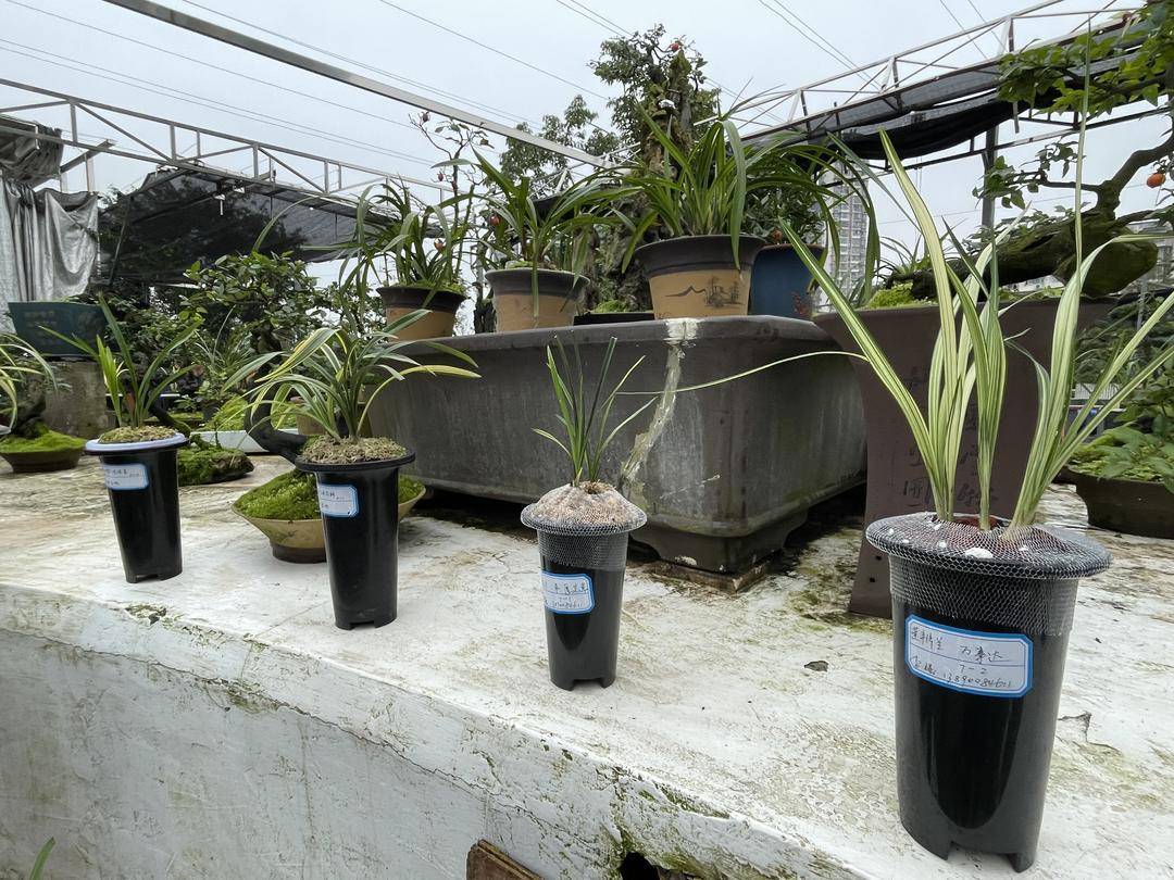 200萬一盆!「天價蘭花」誰在買?