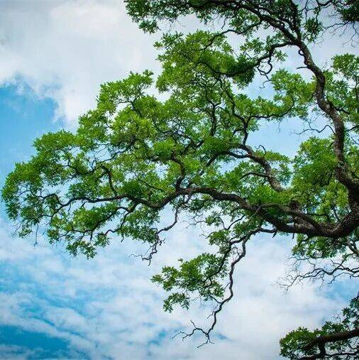 太图百科|草木中国:槐树——荫荫夏绿 岁月留芳_古槐_文化_象征