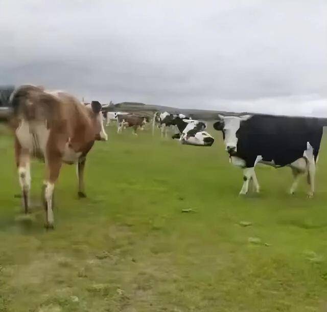 内蒙古牧场54头牛被偷，偷牛者还朋友圈发“视频宣传”