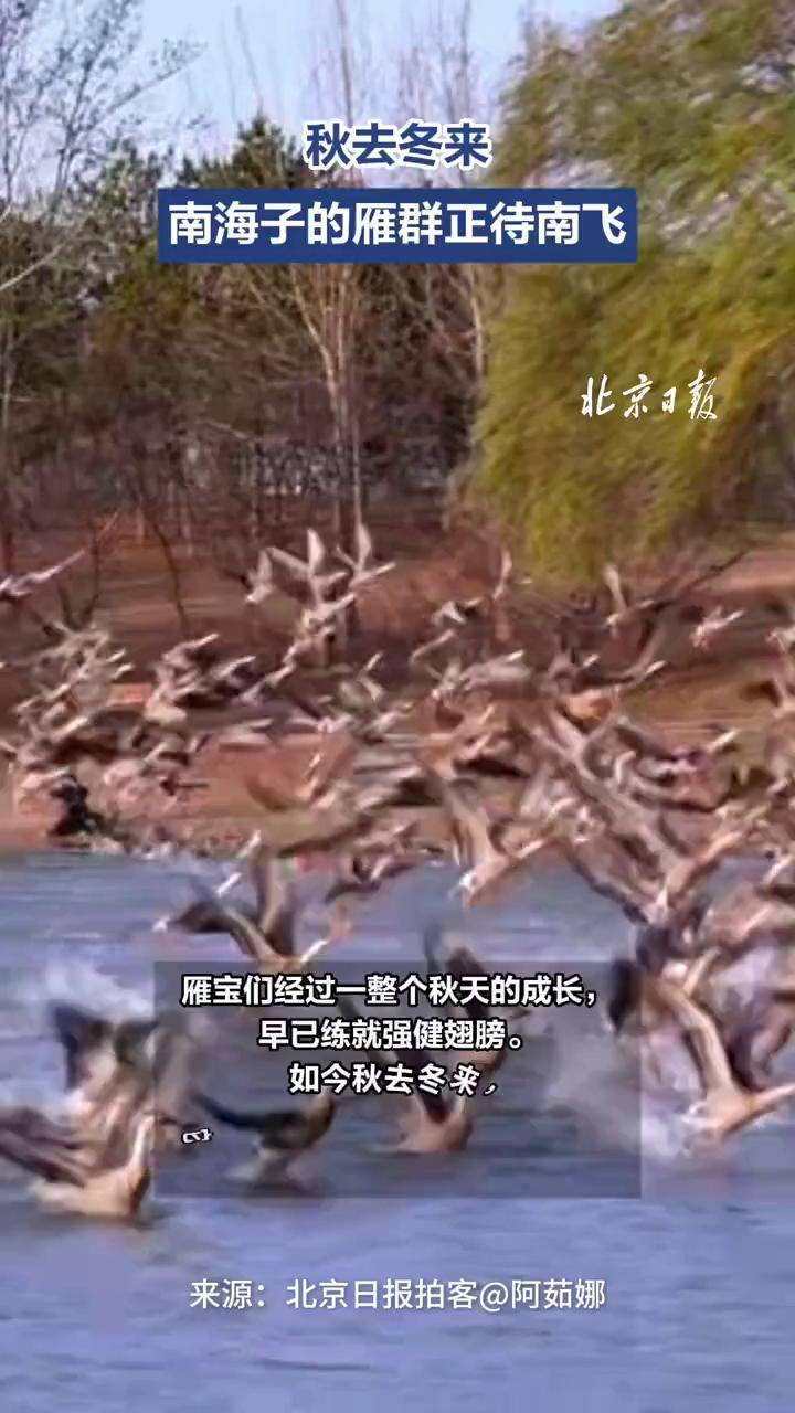 【秋去冬来，南海子的雁群正待南飞】雁宝们经过一整个秋天的成长，早已练就强健翅膀。如今秋去冬来，它们在南海子的碧波上结伴盘旋，一遍遍演练飞行队形 ...