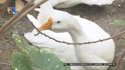 诸暨男子称邻居在自家窗户下养了七八只鸡鸭鹅,凌晨两点叫声极有“穿透力”,臭味冲天,邻居回应 诸暨男子称邻居在自家窗户下养了七八只鸡鸭鹅,凌晨两点叫声极有“穿透力”,臭味冲天,邻居回应