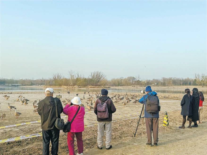 “大姐，再喂它们就走不了了！”