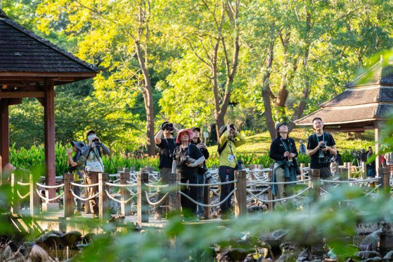 观鸟，不只是观鸟：云南绿水青山间的“新翅膀”