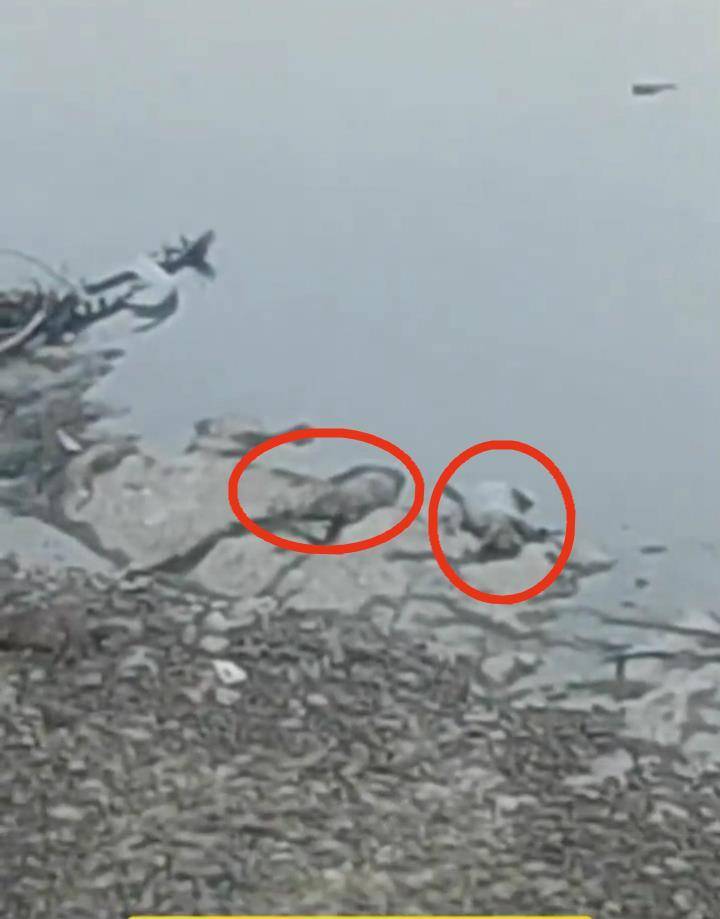 金沙江丽江和香格里拉段漂浮多头死猪,当地:有人悄悄将病死猪扔到江中,已打捞进行无害化处理_巨甸镇