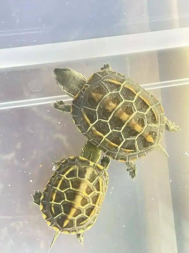 养龟的尽头又是草龟？资深龟友用五年才明白的道理_乐趣_墨化_时间