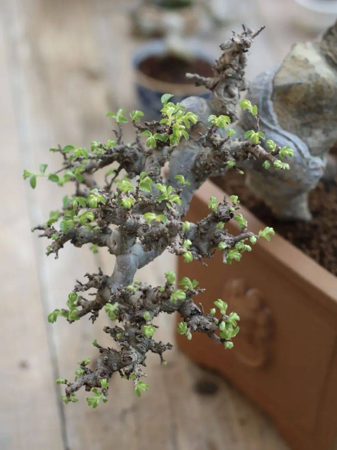 以榆树盆景为例,让盆景植株"二次发芽"!