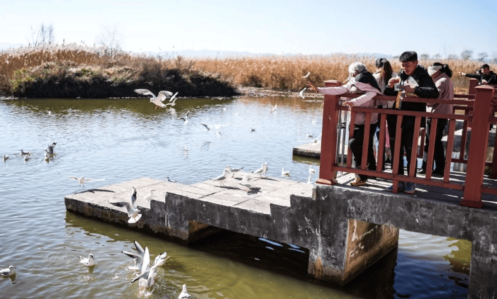 大批越冬候鸟飞抵贵州草海