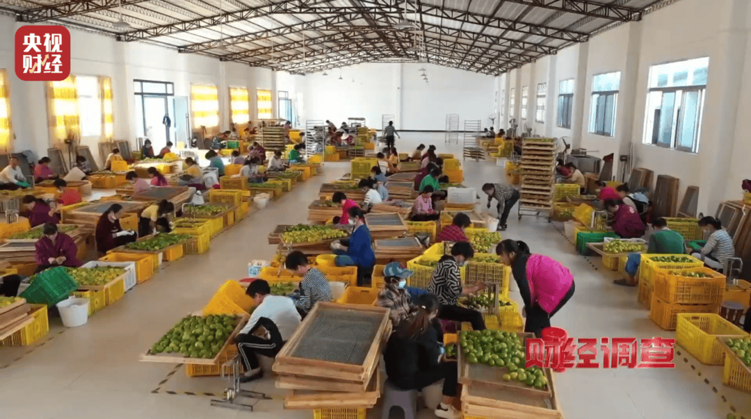 产地造假、年份速成、无视监管 央视曝光新会陈皮市场乱象(图4)