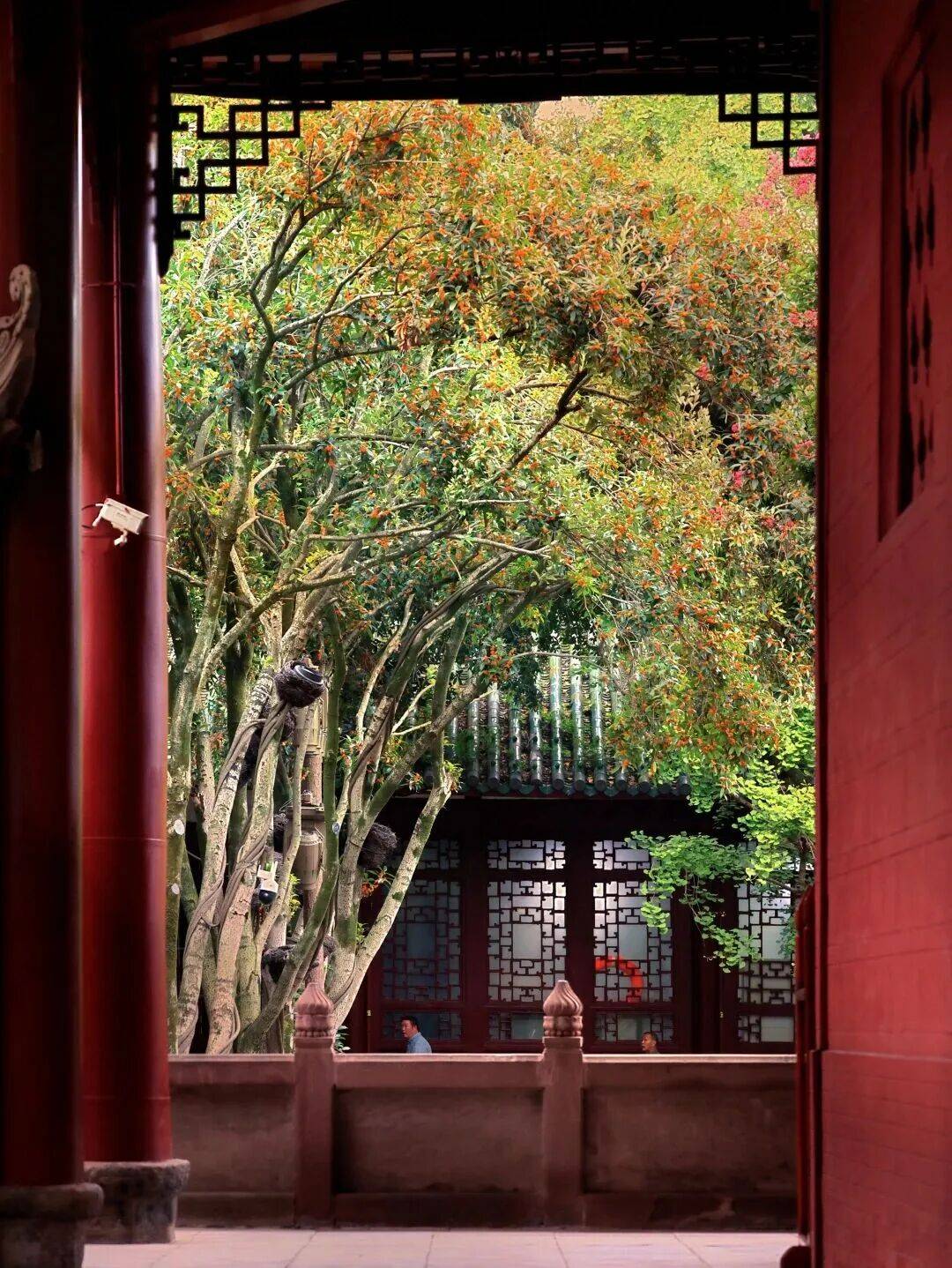 崇州_陆游祠_银杏