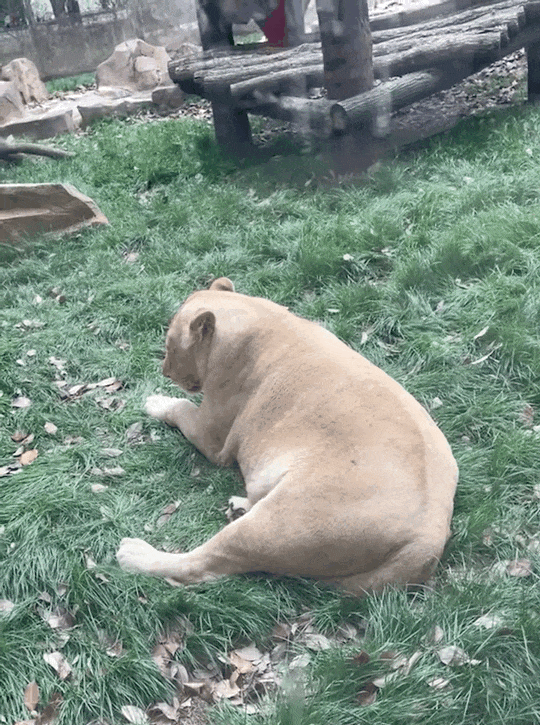 一胖成名!这家动物园,没有动物,全是"猪"宝宝