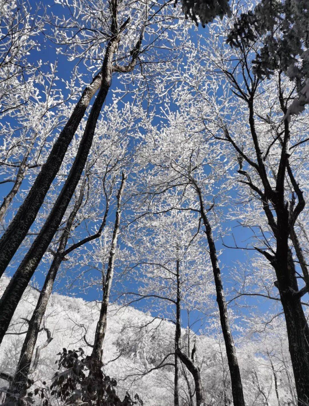 东白山」【凛冬之约】登顶浙中屋脊赴东白山冰雪仙境