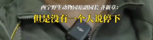 “一群男人哭得像傻子！”雪豹“凌寒”脑梗复发死亡，原副园长：心脏停跳40分钟，没有一个人停下放弃