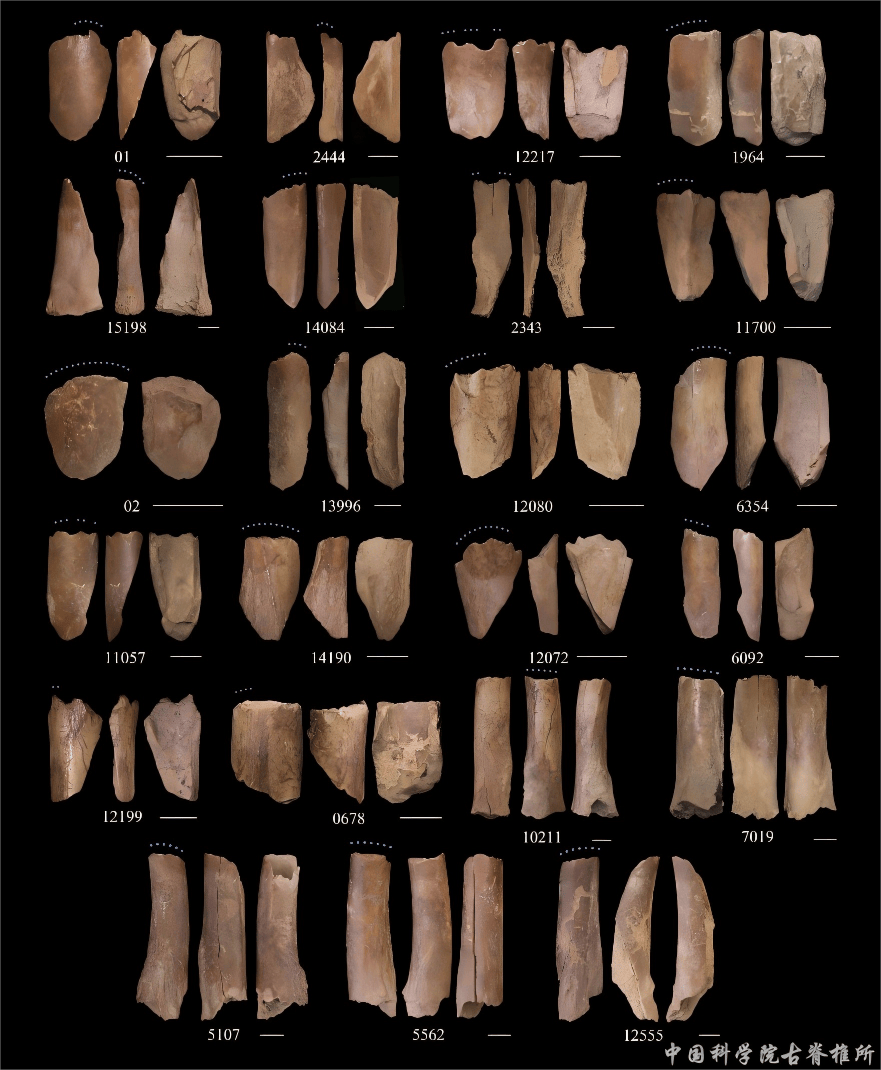 “我们从哪里来”？有了新答案！