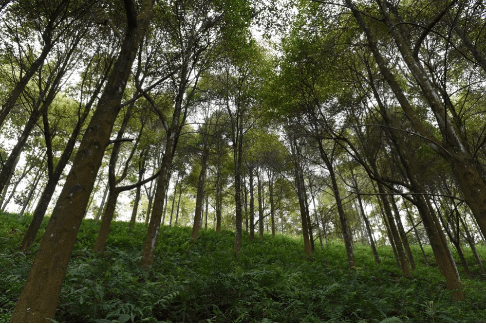 全国首个福建含笑母树林在福建顺昌埔上林场建成 ——种质资源保存与高效培育同步推进,助力乡土树种保护与林业高质量发展_良种