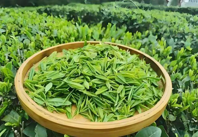 原创            喝咖啡心慌，喝茶却没事？原来我们一直在摄入咖啡因，区别大吗？