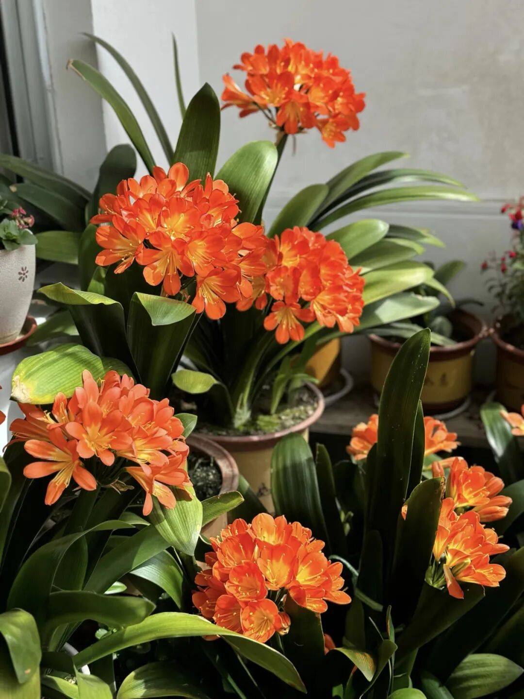 小孙女说君子兰像童话花能开多久?