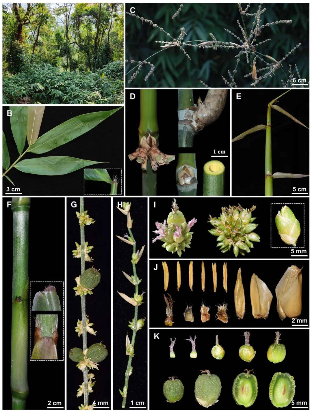 高黎贡山梨籐竹melocalamus gaoligongshanensis九寨沟四棱草schnabel