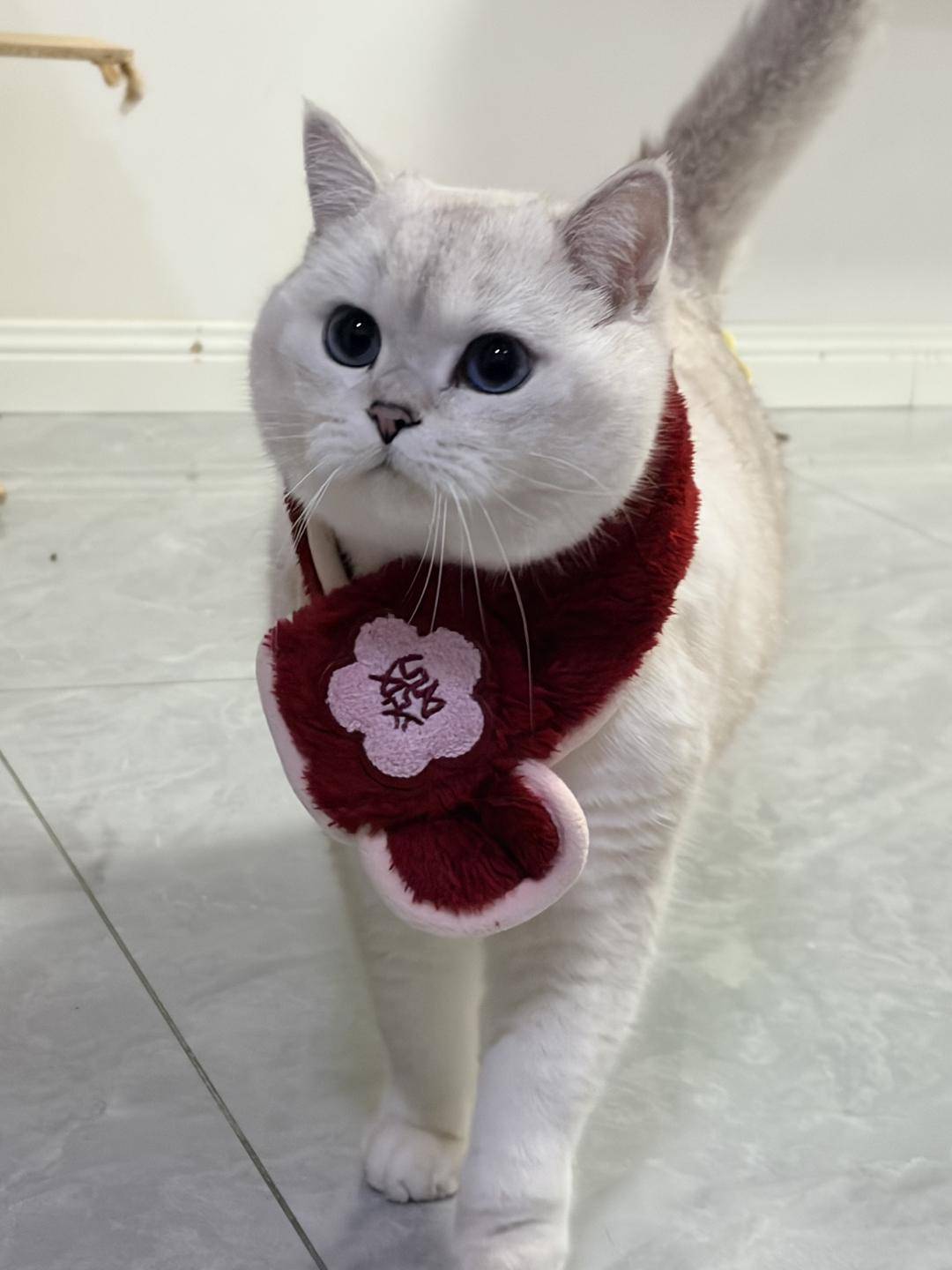 竟博电竞下载成都春节“宠物客栈”一房难求：提前一月抢订性子化任事、智能筑筑成新宠