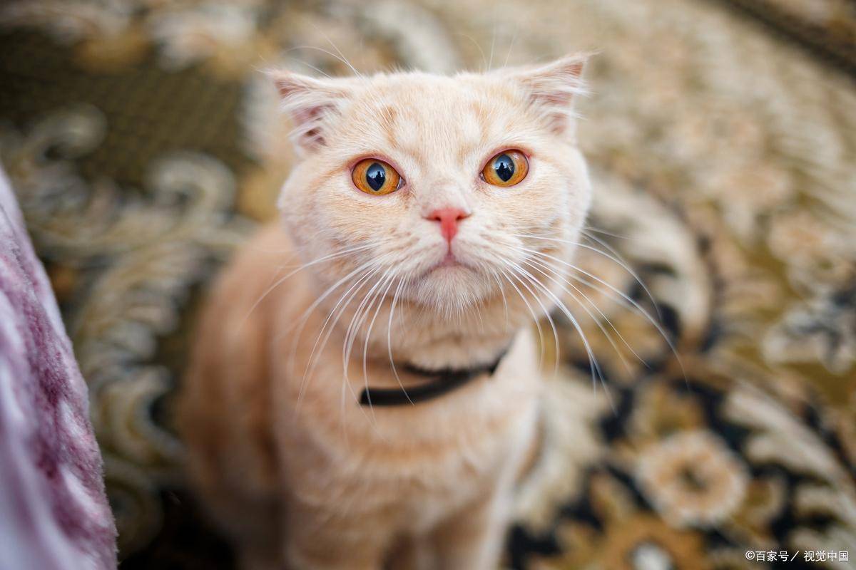 00 后养猫 VS80 后养猫:消费差 3 倍,谁更懂猫?_猫砂_才是真_常说