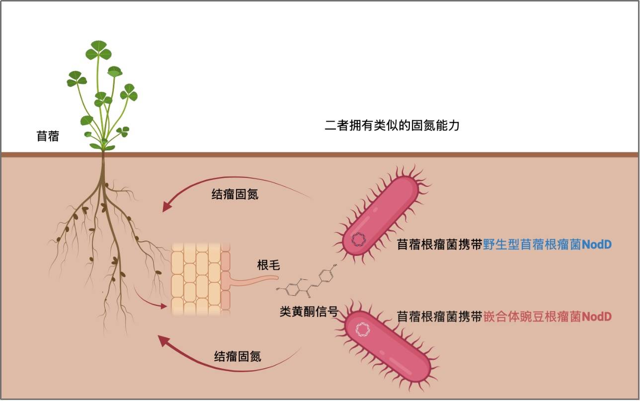 科学家破解豆科植物与根瘤菌的共生密码