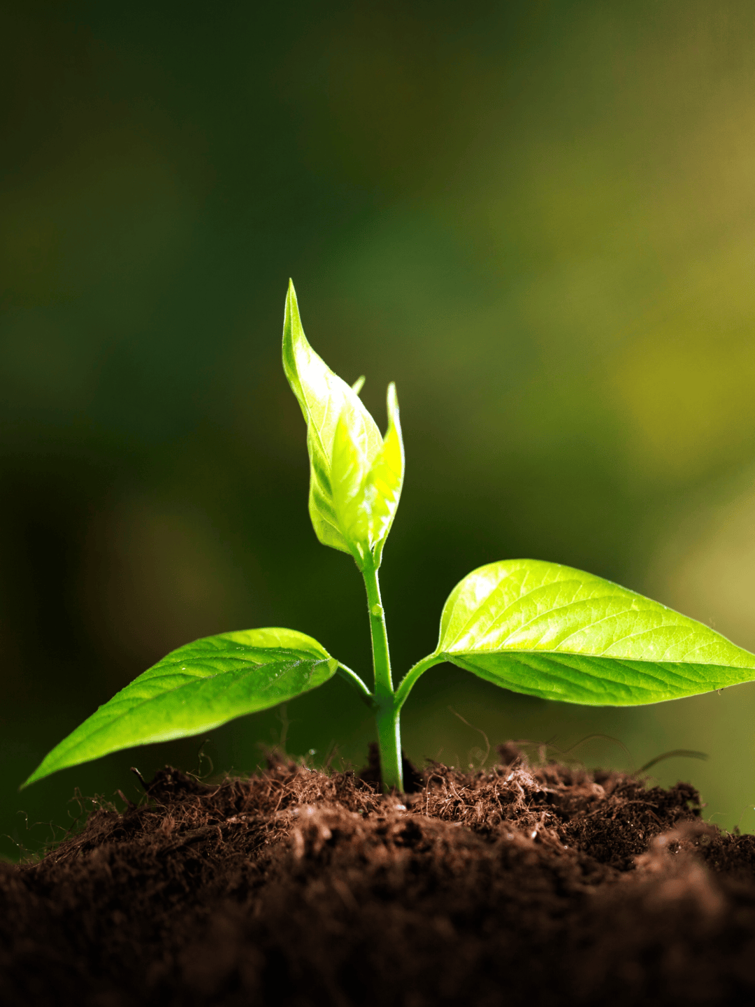 在历史的长河里,workface尚且幼小,如青草的籽粒刚萌芽,我却压了块