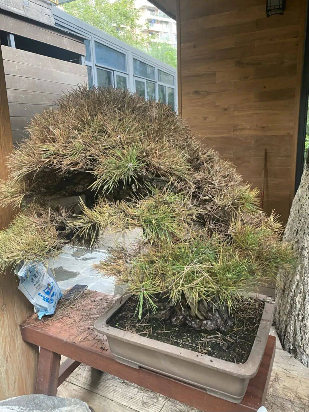 浓肥烧根缺肥黄叶我踩了2次黑松肥坑琢磨出一套按季施肥妙法