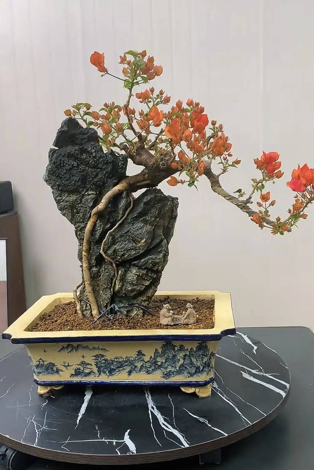瞧瞧这盆同安红三角梅附石盆景,十年心血磨一剑,说的就是它!