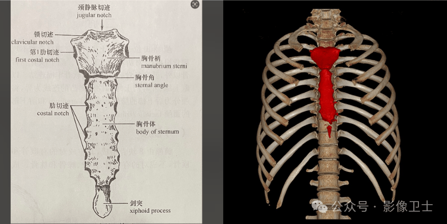 胸部体表定位标志和腹部分区_胸膜_投影_胸骨
