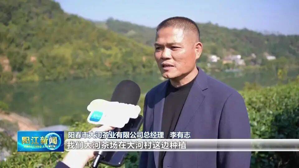 从几十亩到近千亩！阳江这条村的“茶叶经”里藏着致富暗码