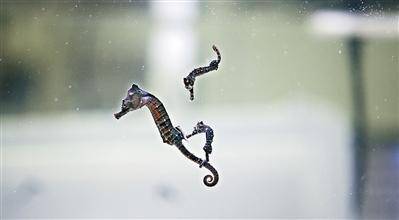 海马爸爸为何能“怀孕”？